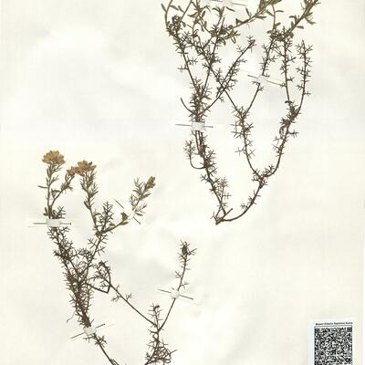 Genista hispanica L. subsp. hispanica -  RO-HSepv 14175 photo