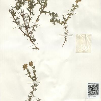 Genista hispanica L. subsp. hispanica -  RO-HSepv 15211 photo