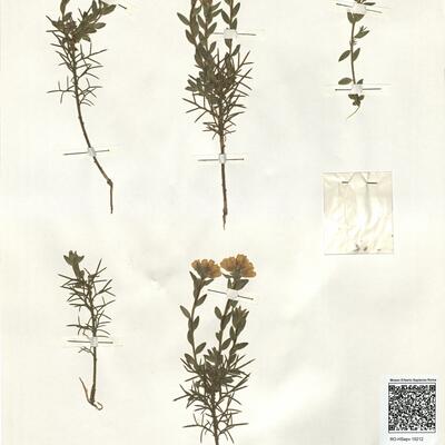 Genista hispanica L. subsp. occidentalis Rouy -  RO-HSepv 15212 photo