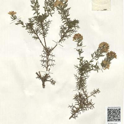 Genista hispanica L. subsp. occidentalis Rouy -  RO-HSepv 15213 photo