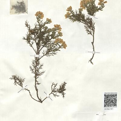 Genista hispanica L. subsp. occidentalis Rouy -  RO-HSepv 18071 photo