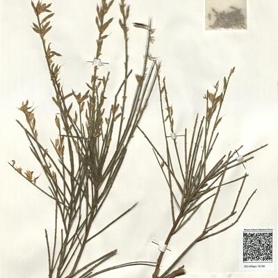 Genista hystrix Lange -  RO-HSepv 16158 photo
