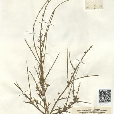 Genista hystrix Lange  -  RO-HSepv 11347 photo