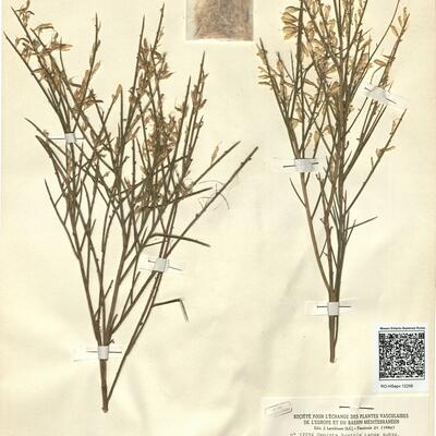 Genista hystrix Lange subsp. hystrix -  RO-HSepv 12256 photo