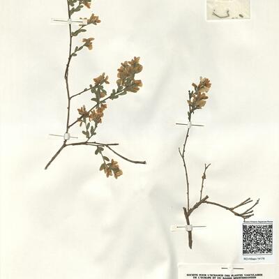 Genista januensis Viv. -  RO-HSepv 14176 photo