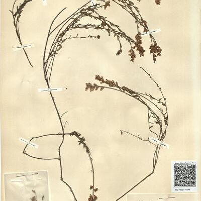 Genista micrantha Ortega -  RO-HSepv 11348 photo