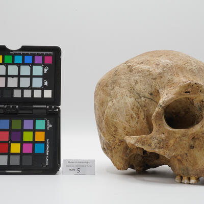 Cranio umano 0005 photo