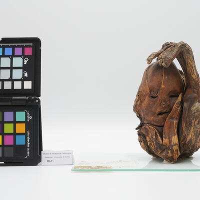 Litopedio 2495 photo