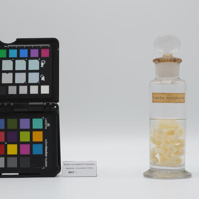 Esemplare di verme solitario 2508 photo