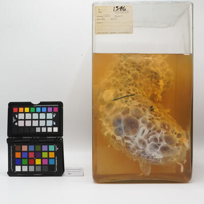 Preparato anatomico di rene policistico 2512 photo