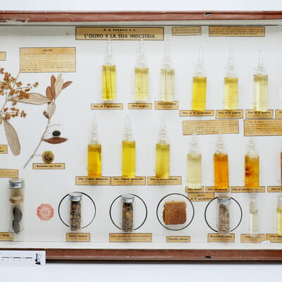 Teca didattica L'olivo e la sua industria P0003 photo