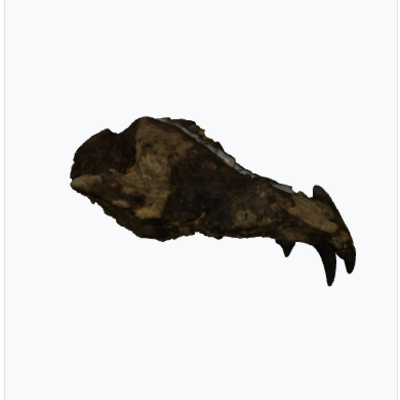 Fossile Canis mosbachensis Ve.1090 photo