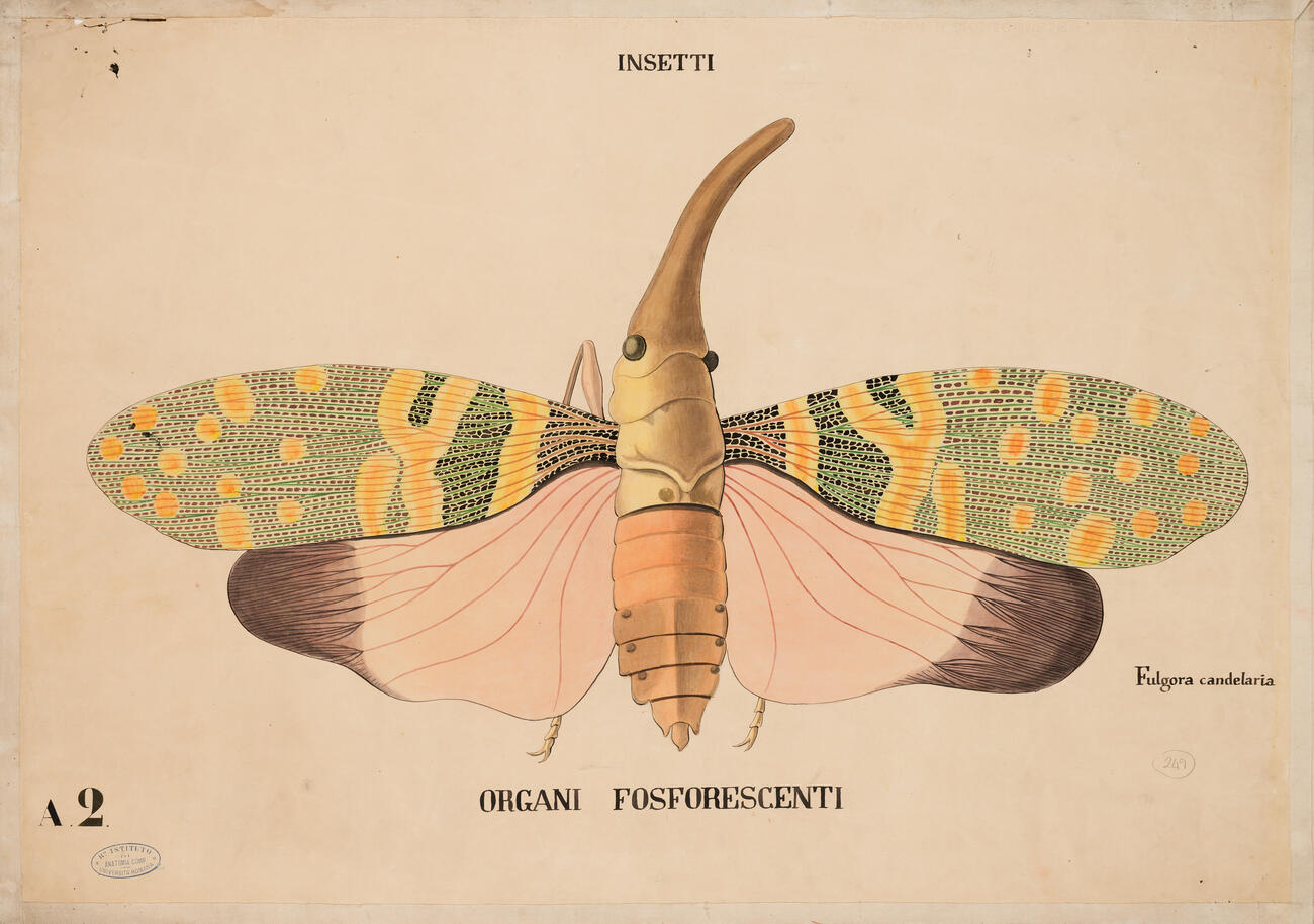 Tavola parietale Insetti organi fluorescenti 0004a photo