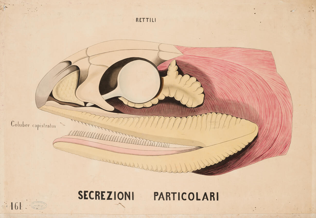 Tavola parietale Rettili Coluber Capistratus 0012a photo