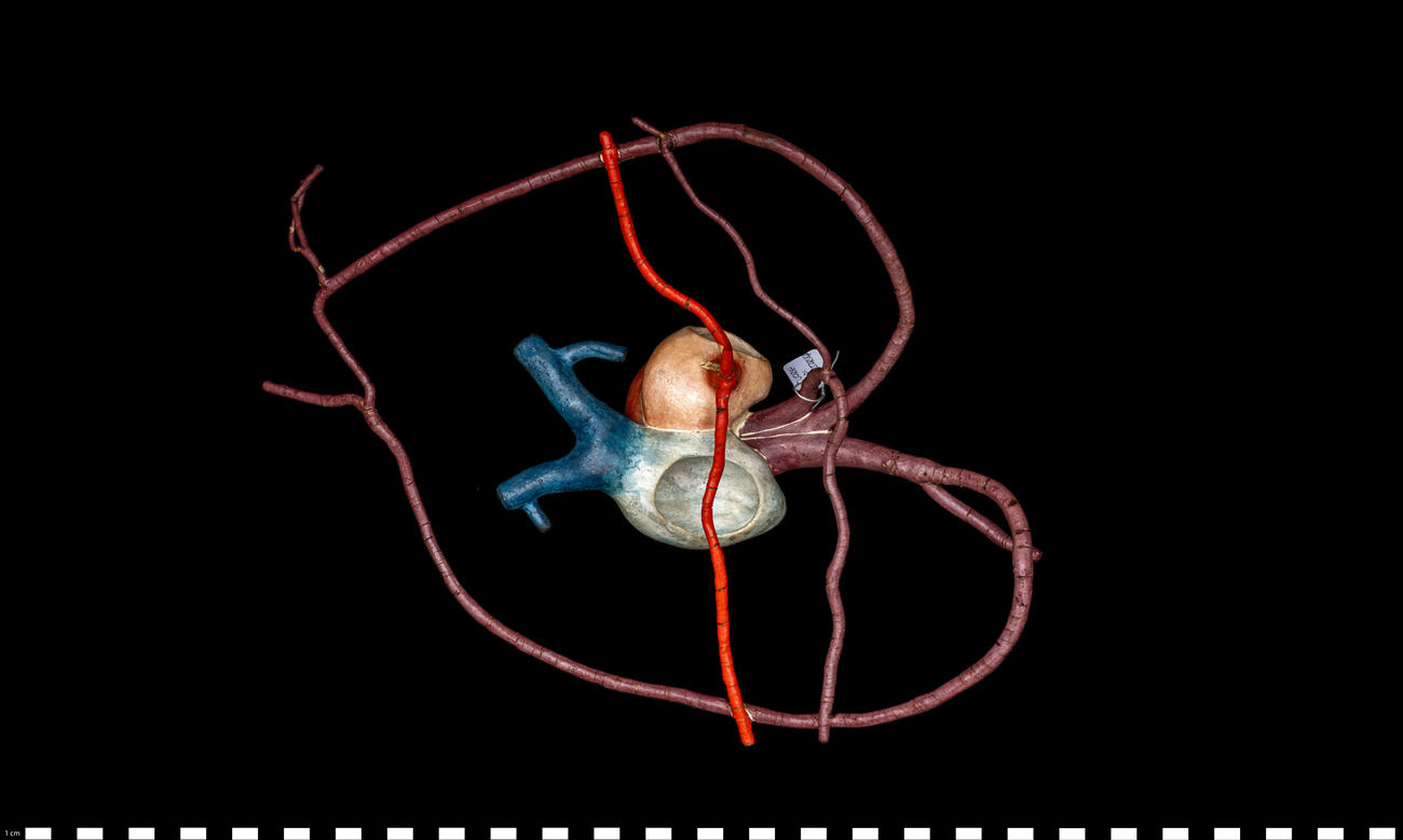 Modello anatomico Cuore di tartaruga 111 448 photo