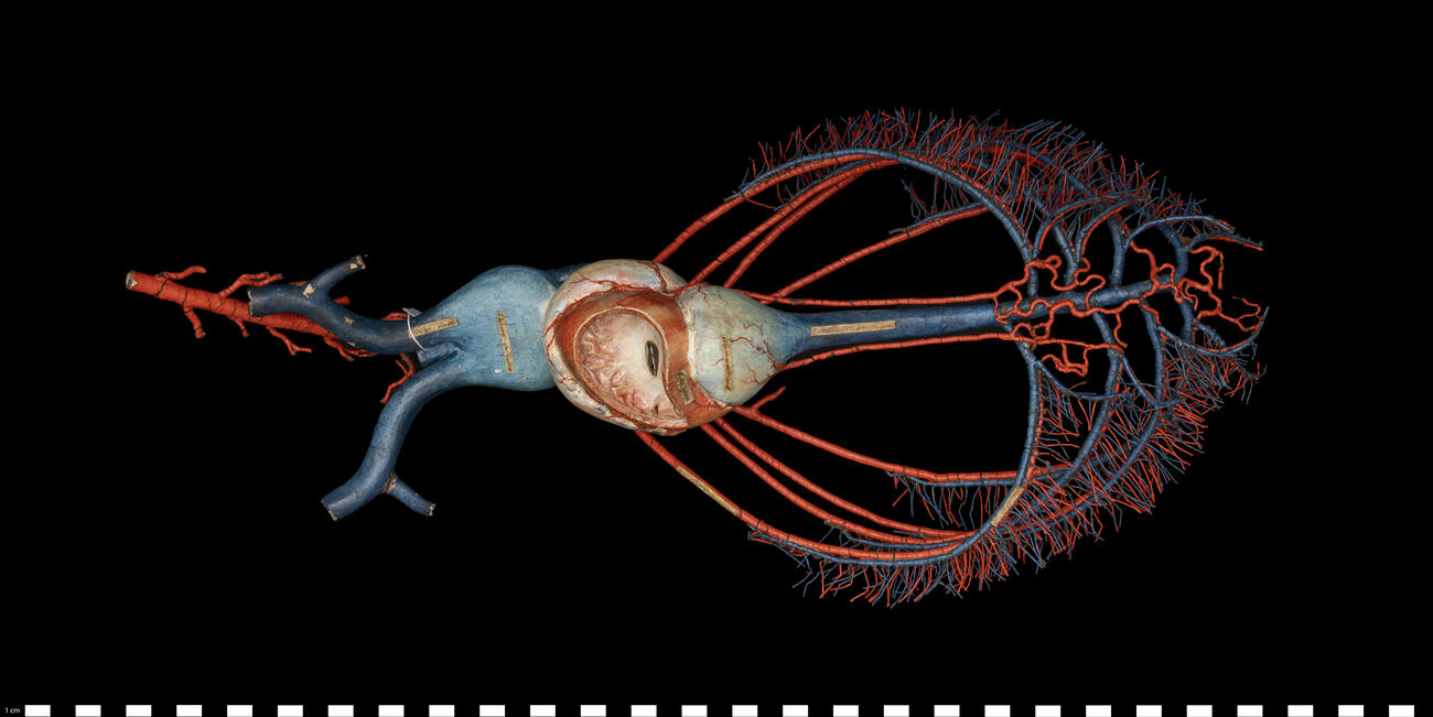 Sistema circolatorio e respiratorio di Teleosteo 111 453 photo
