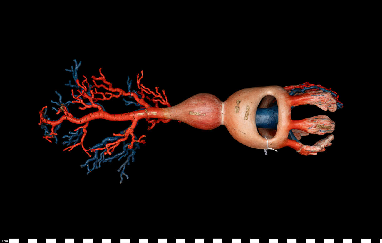 Modello anatomico Sistema circolatorio di mollusco gasteropode 111 454 photo
