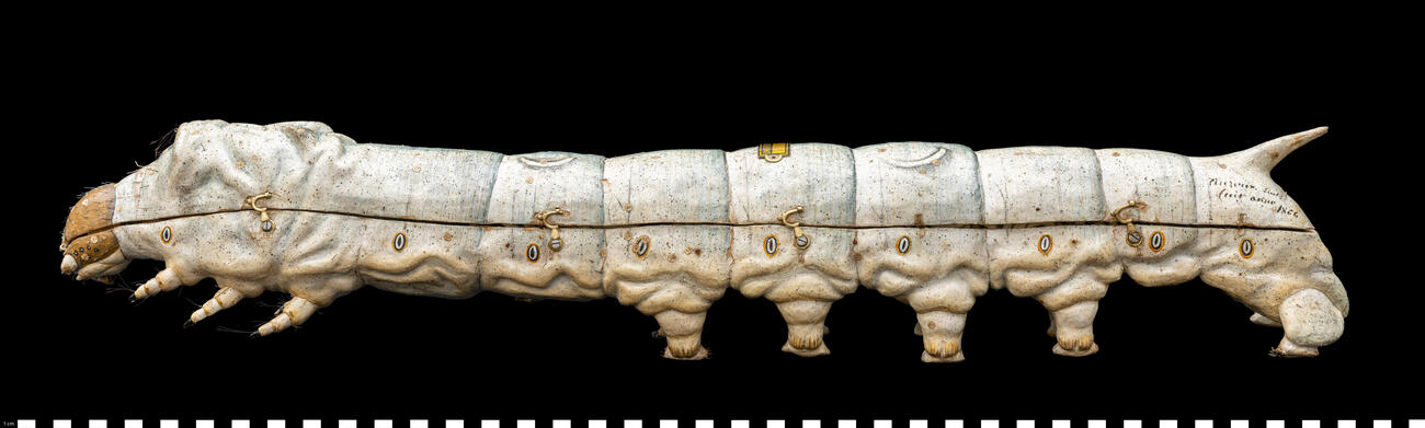 Modello anatomico Baco da seta 111 463 photo