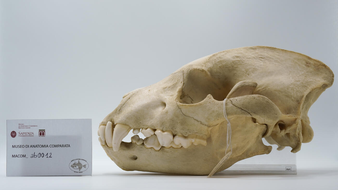 Crocuta crocuta ab0012 photo