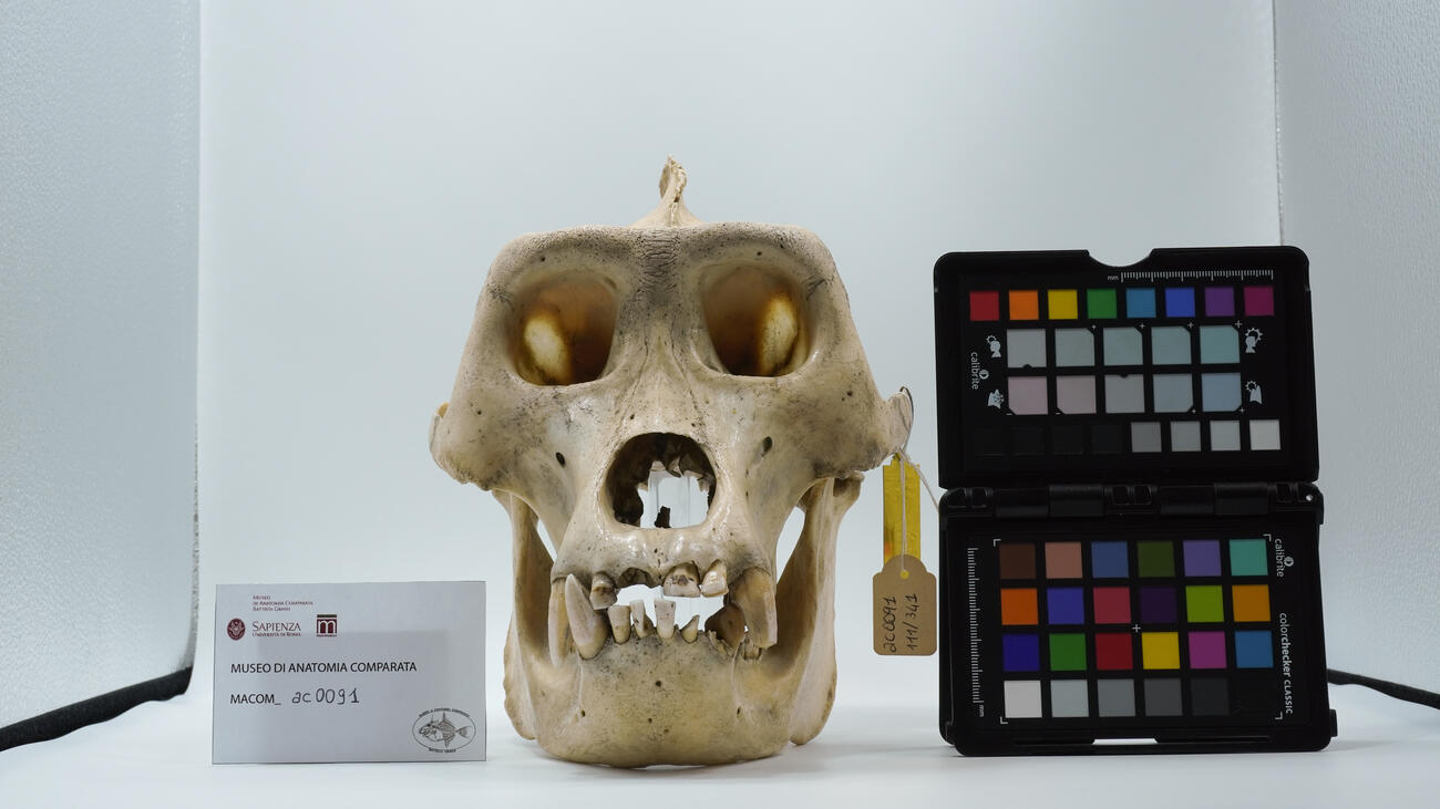 Gorilla gorilla ac0091 photo