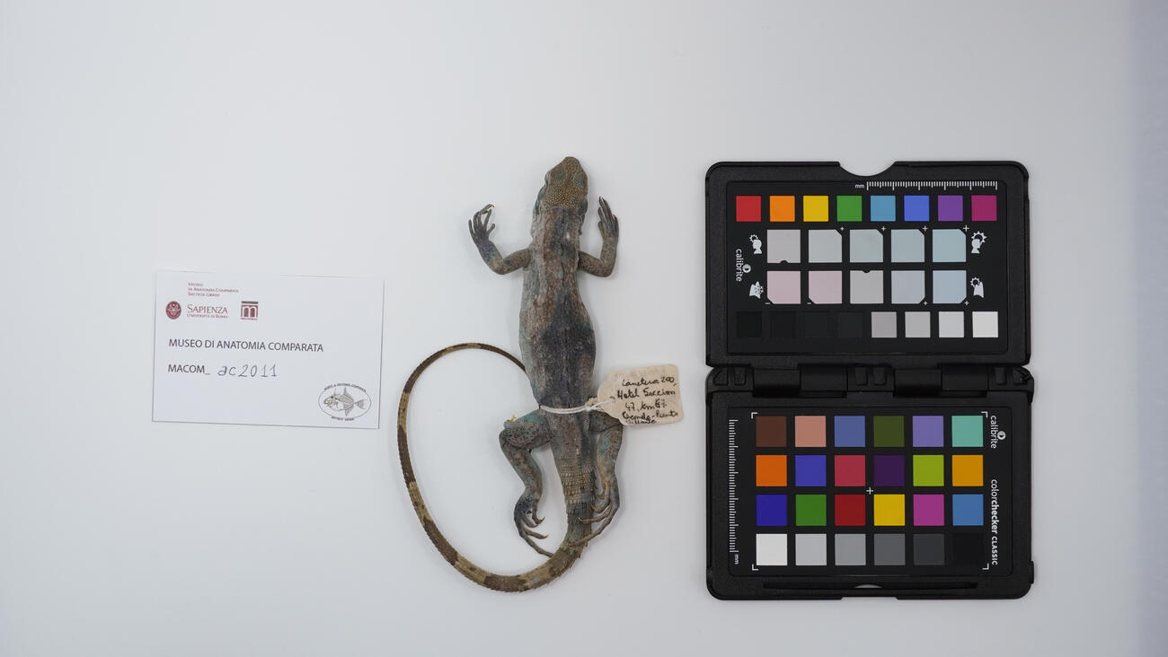 Ctenosaura pectinata ac2011 photo