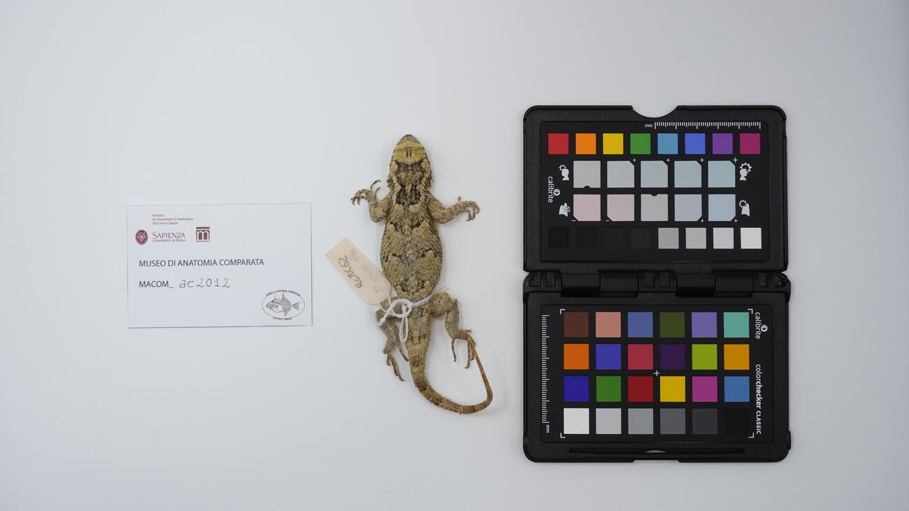 Sceloporus melanorhinus ac2012 photo