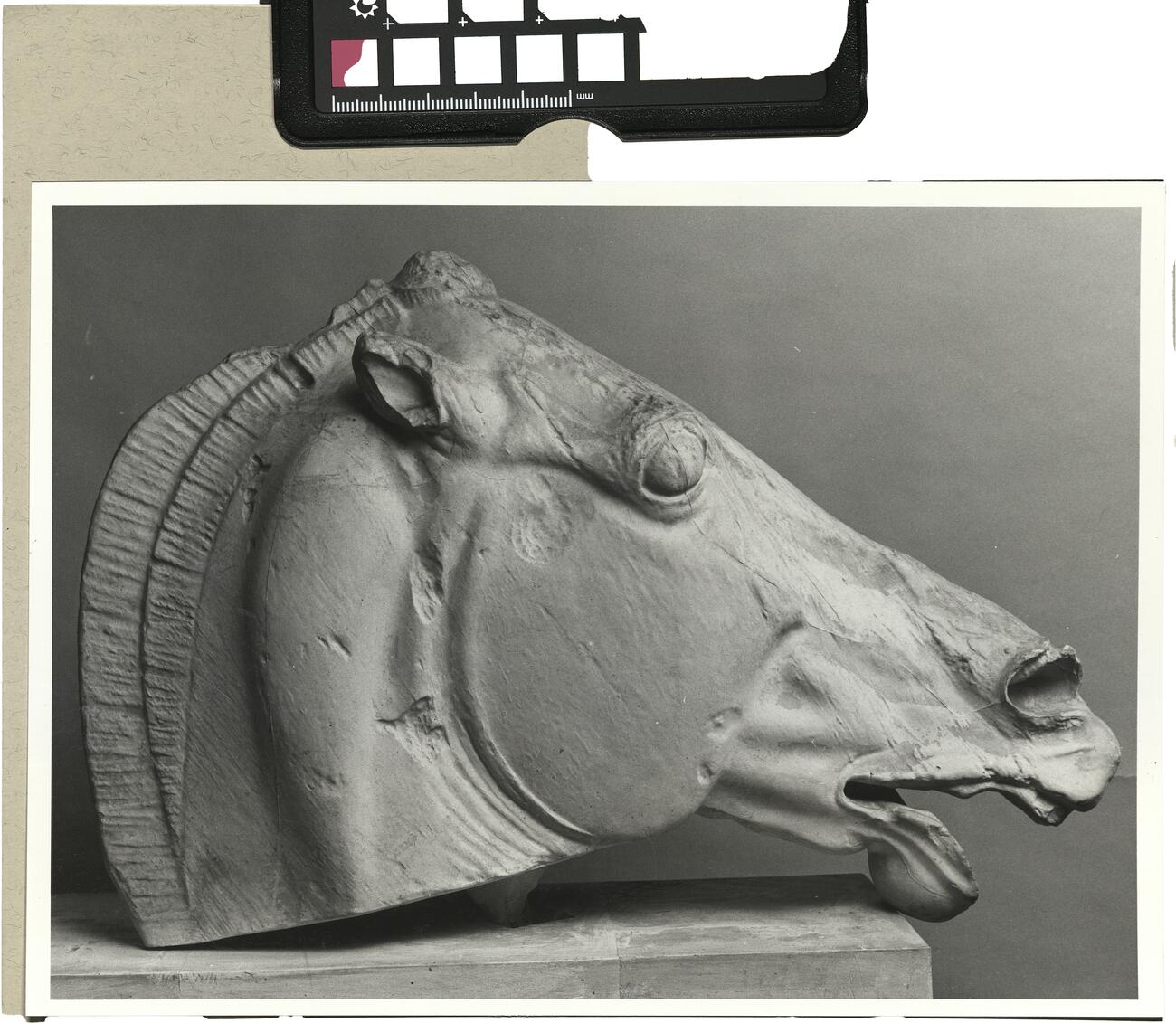 calco di scultura Testa di cavallo dalla quadriga di Selene dal frontone Est del Partenone 539 photo