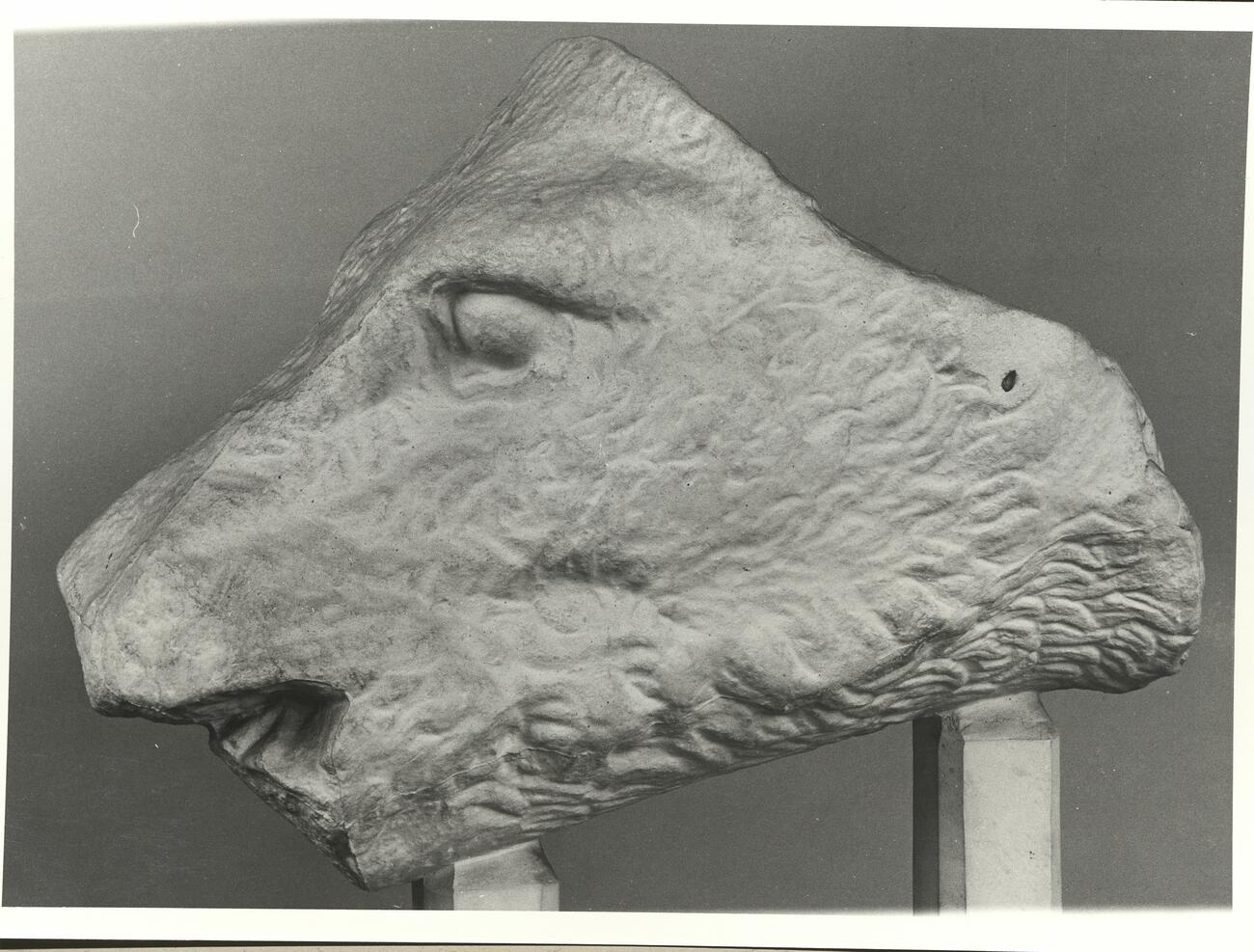 calco di scultura Testa di cinghiale di Calidone, frontone est del Tempio di Atena Alea a Tegea 697 photo