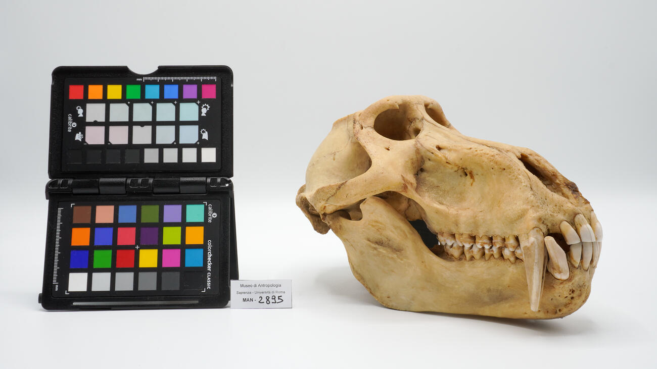 Cranio originale di babbuino (Papio cynocephalus, Cercopithecoidea) 2895 photo