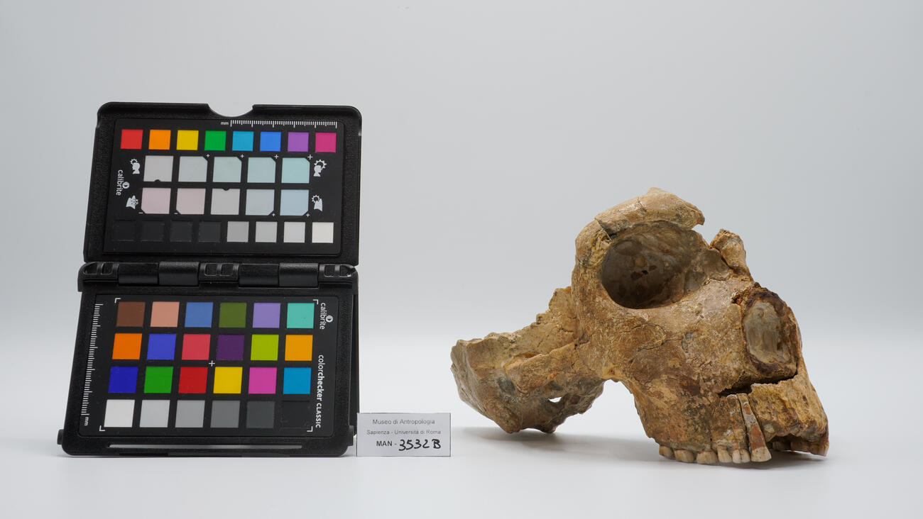 Cranio umano fossile di Homo neanderthalensis (“Saccopastore 2”) 3532-bis photo