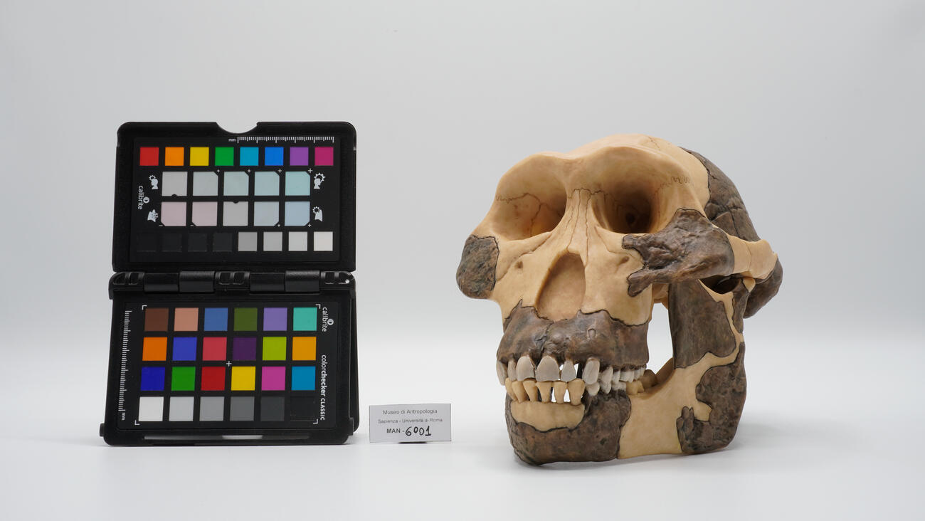 Calco di cranio di ominino fossile 6001 photo