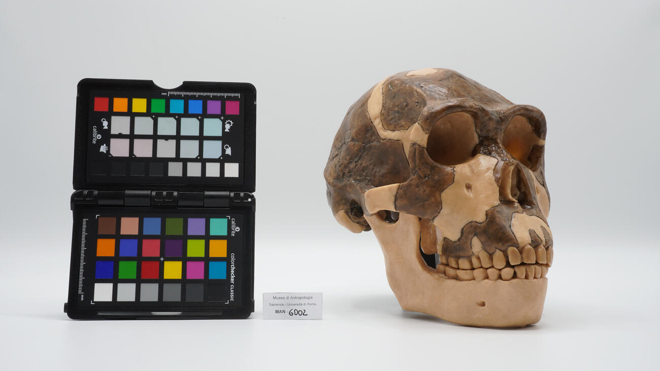 Calco del cranio fossile di Homo ergaster 6002 photo