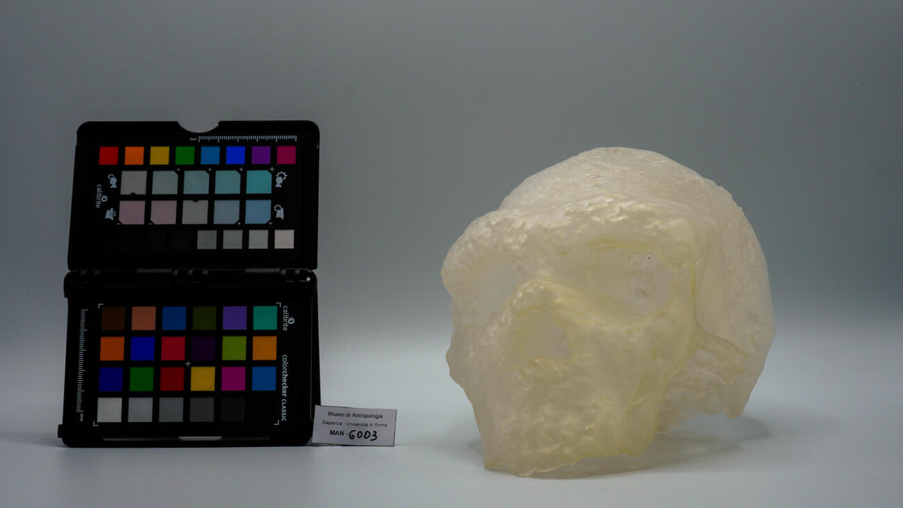 Modello di cranio umano fossile dell’Uomo di Altamura (Homo neanderthalensis) 6003 photo