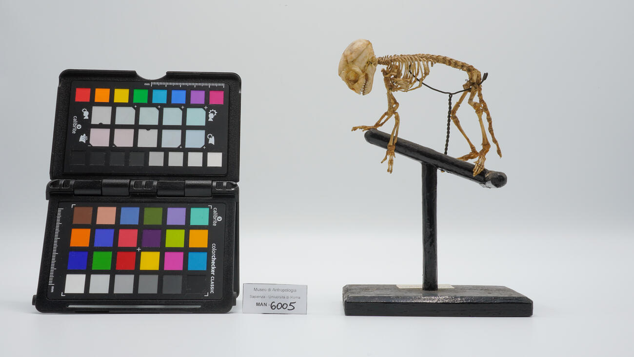 Scheletro completo di primate non umano 6005 photo