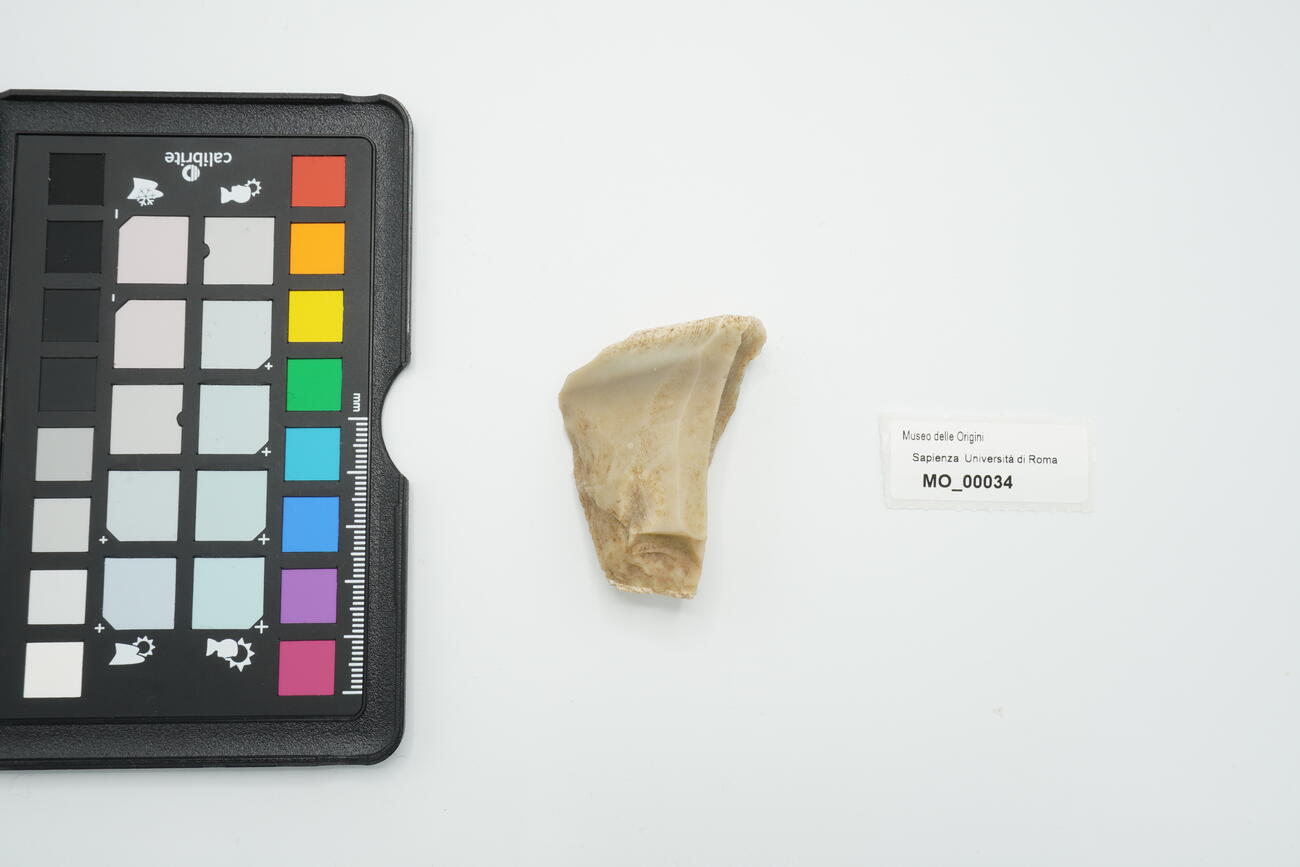 raschiatoio carenoide 34 photo
