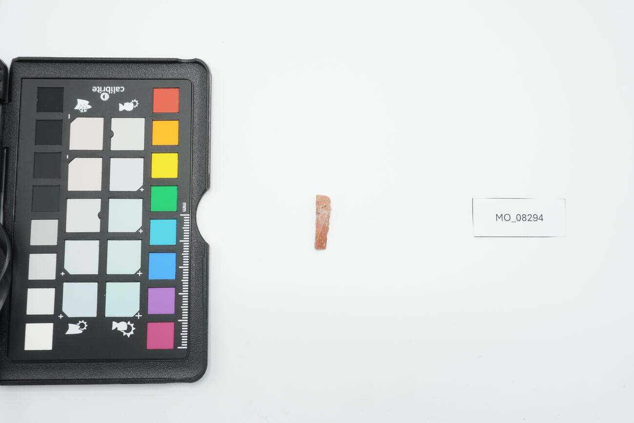 Lama a dorso 8294 photo