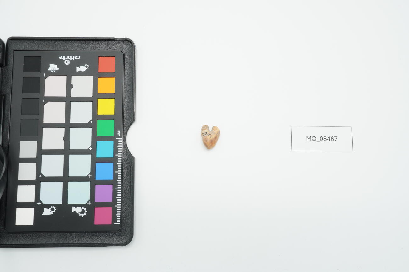 Vertebra di pesce 8467 photo