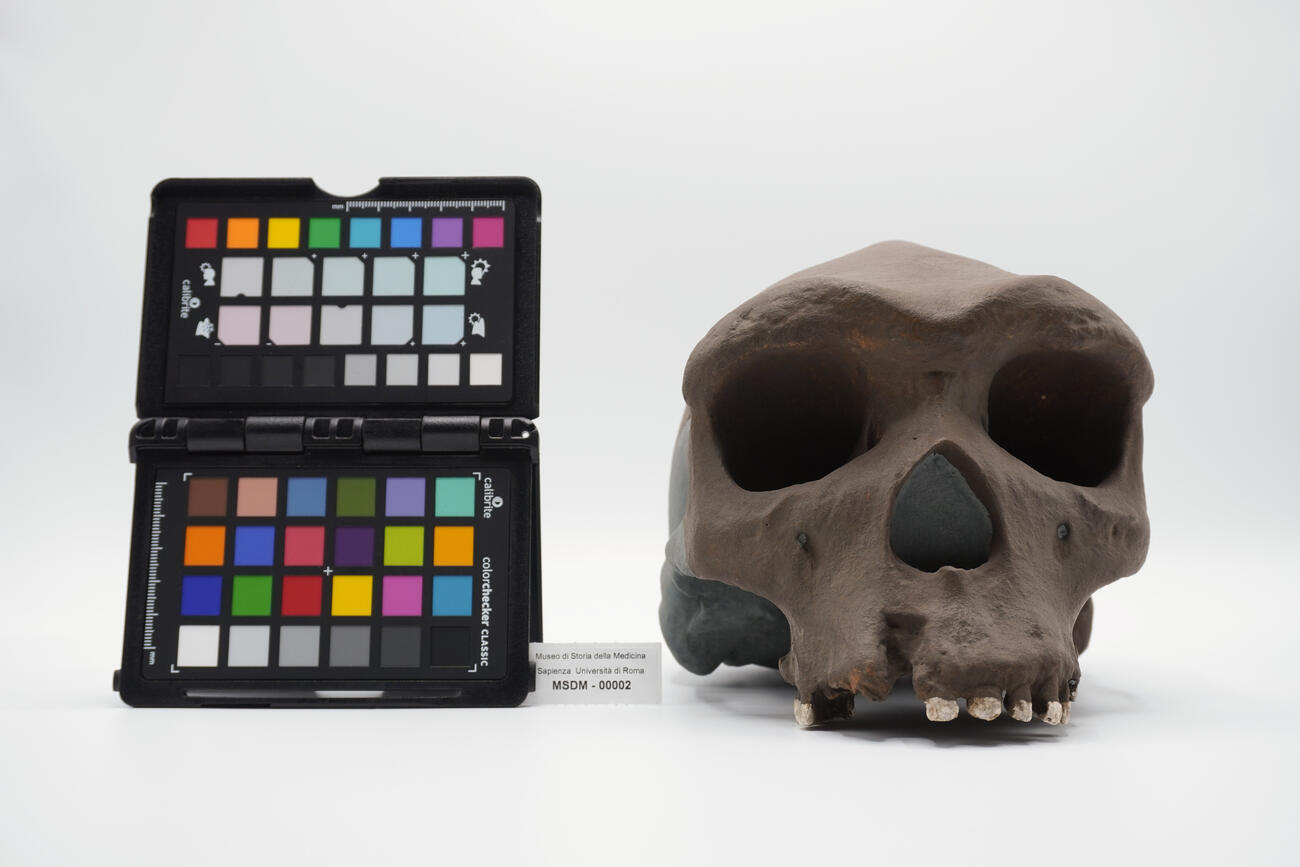 modello di cranio 00002 photo