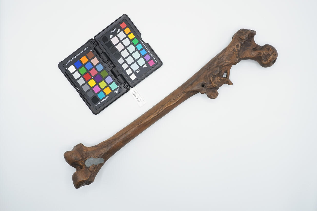 calco di femore 00004 photo