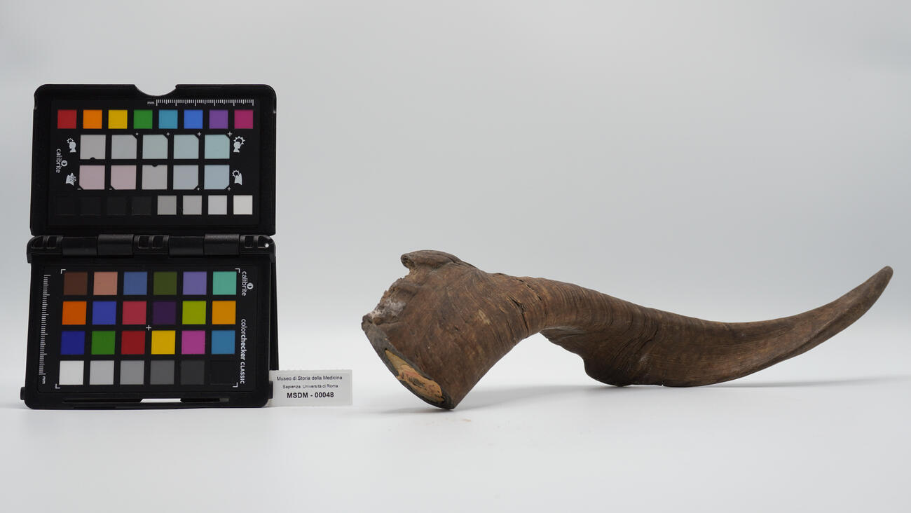 corno a ventosa 00048 photo