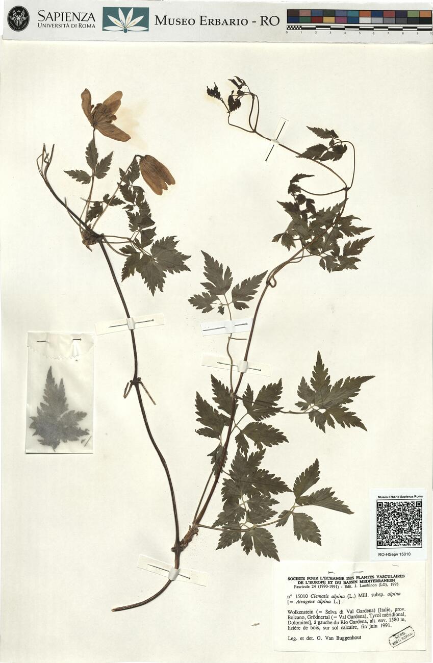 Clematis alpina (L.) Mill. subsp. alpina -  RO-HSepv 15010 photo