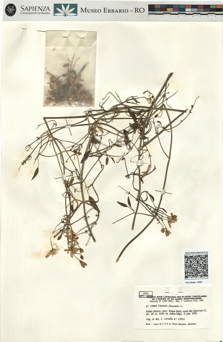 Clematis flammula L. -  RO-HSepv 15994 photo