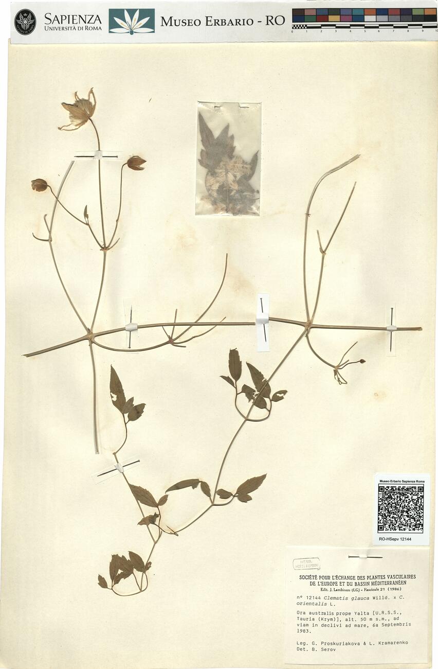 Clematis glauca Willd. x C. orientalis L. -  RO-HSepv 12144 photo