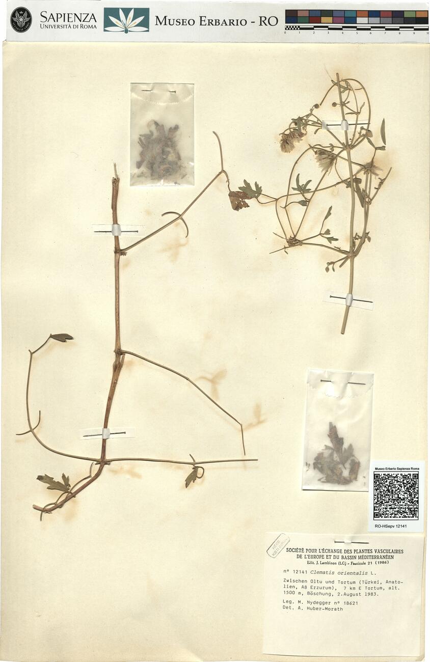 Clematis orientalis L. -  RO-HSepv 12141 photo
