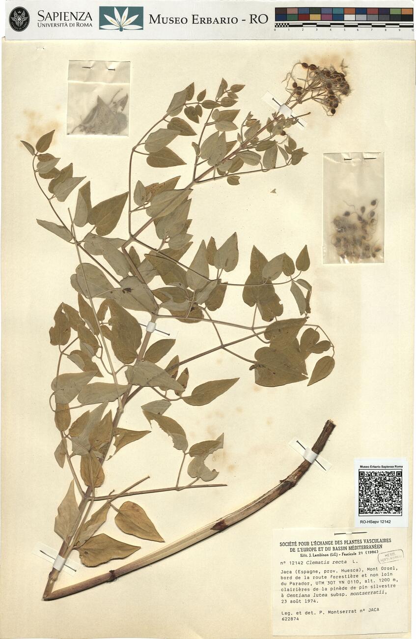 Clematis recta L. -  RO-HSepv 12142 photo
