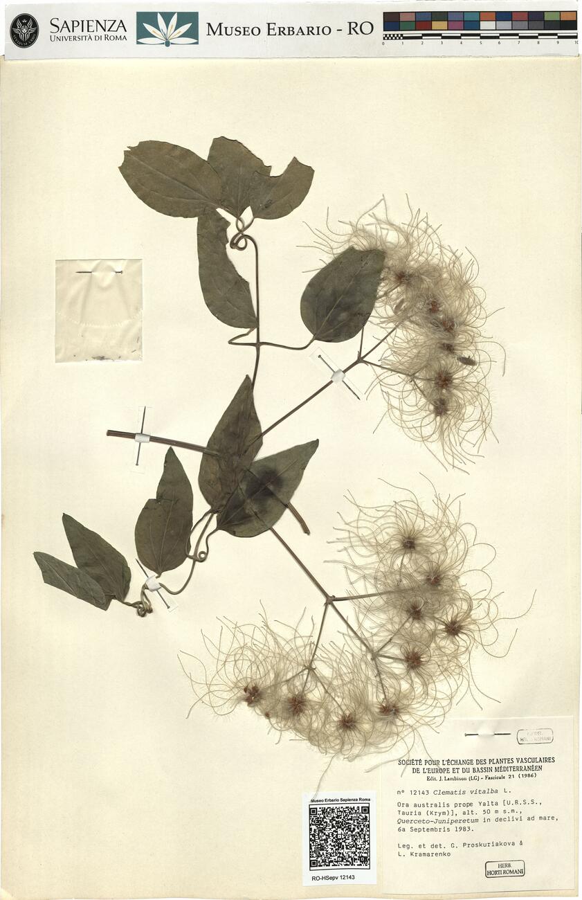Clematis vitalba L. -  RO-HSepv 12143 photo