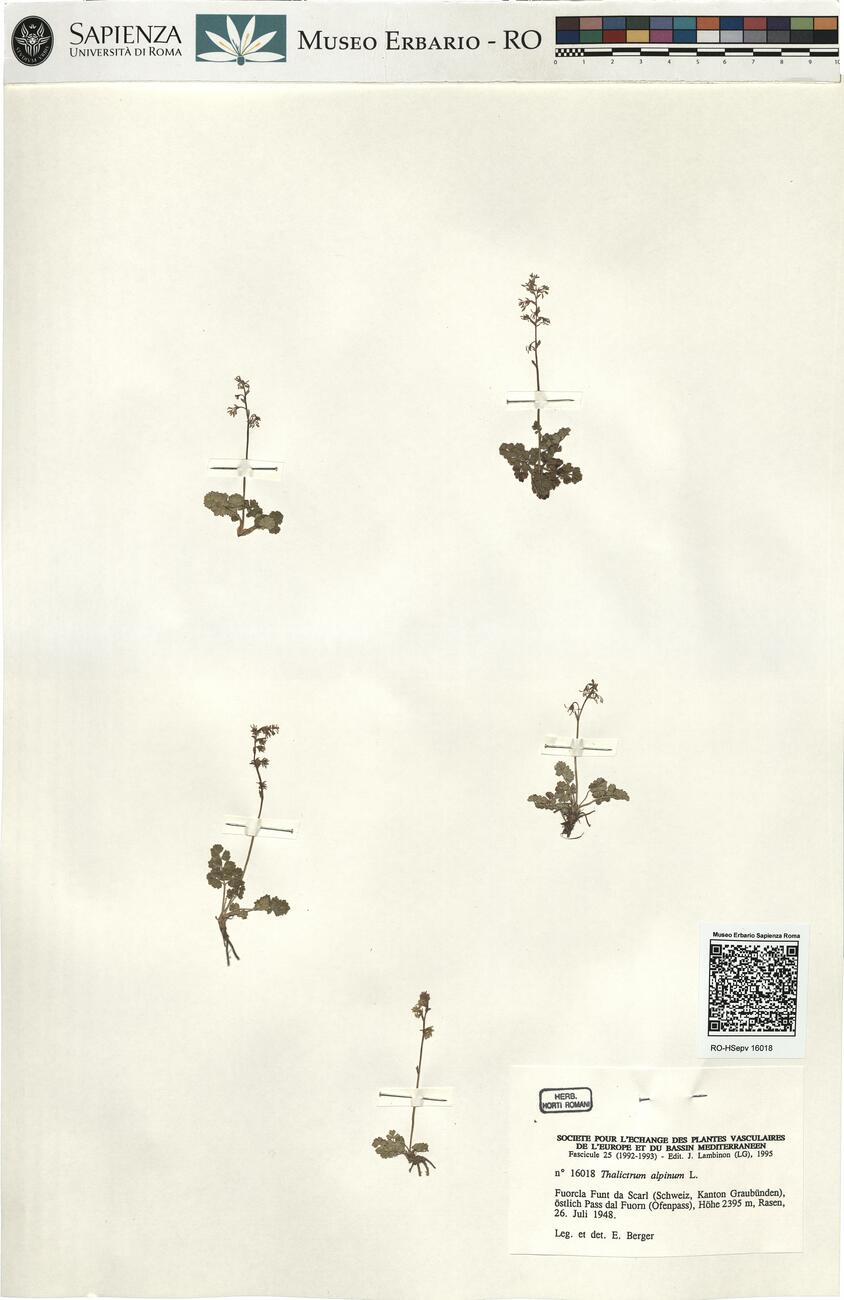 Thalictrum alpinum L. -  RO-HSepv 16018 photo
