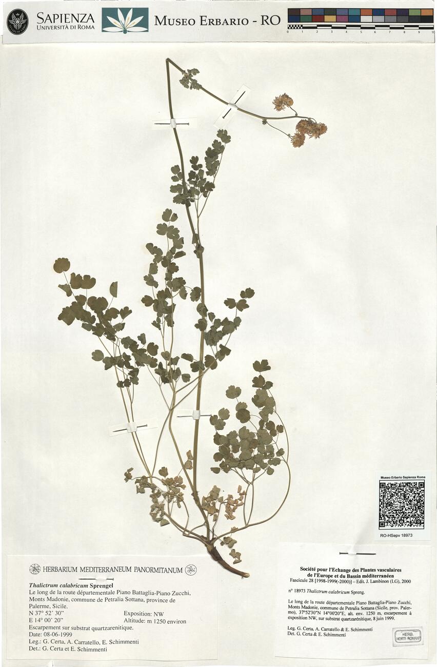 Thalictrum calabricum Spreng. -  RO-HSepv 18973 photo