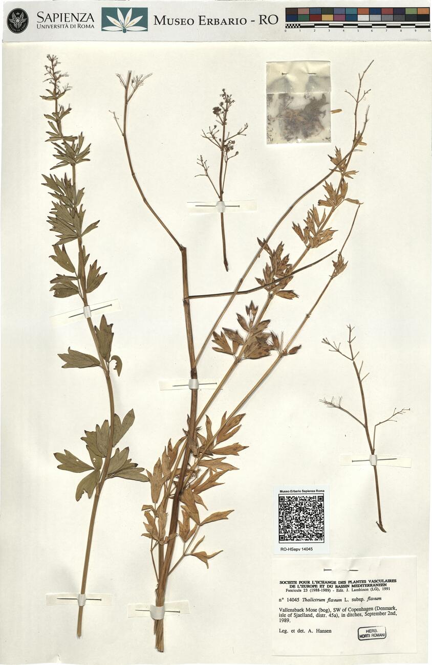 Thalictrum flavum L. subsp. flavum -  RO-HSepv 14045 photo