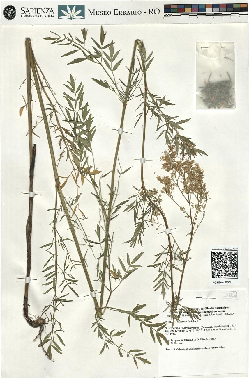Thalictrum lucidum L. -  RO-HSepv 18974 photo